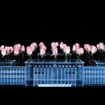 Flower,Bird,Insert,Fish-Flowerpot   Plexiglas,Flowers   112×75×30cm   1999